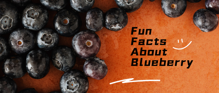 8 Fun Facts of Blueberries – Tingmengte