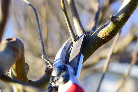 How to Prune Your Fruit Trees