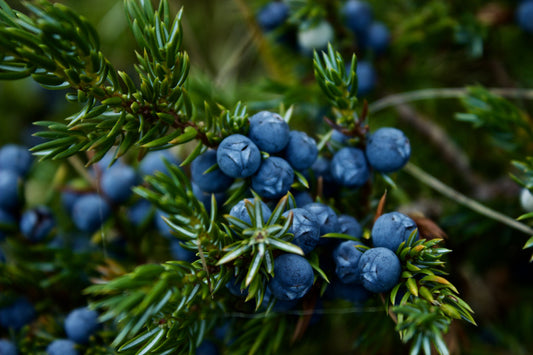 Know A Furit: Sweet and Nutrient-Rich Blueberry